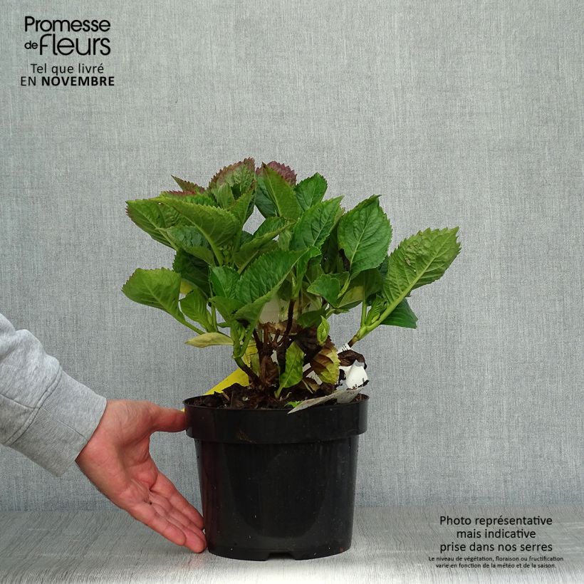 Hydrangea macrophylla Royalty Kardinal Violet 2L/3L pot sample as delivered in autumn