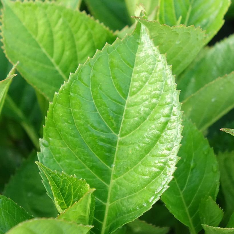 Hydrangea macrophylla Royalty Kardinal Violet (Foliage)