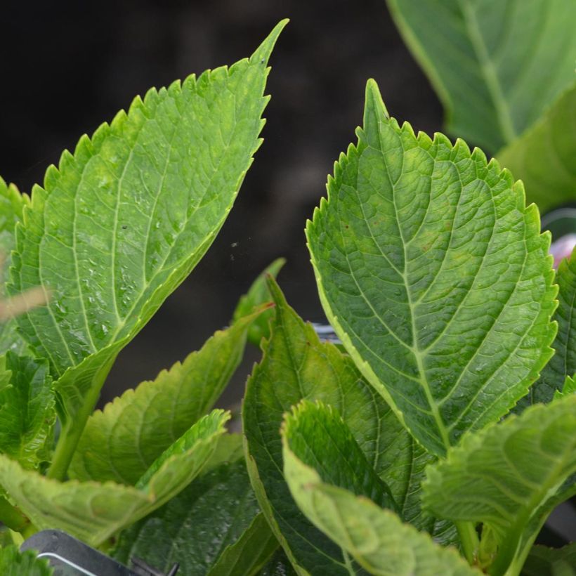 Hydrangea macrophylla Frau Nobuko (Foliage)