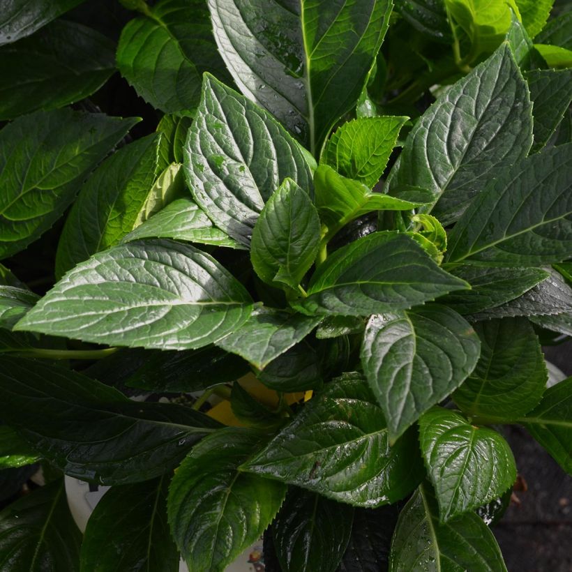 Hydrangea macrophylla Libelle (Foliage)