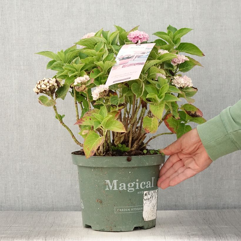 Hydrangea macrophylla Magical Coral 4L/5L pot sample as delivered in summer