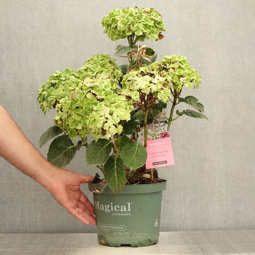 Hydrangea macrophylla Magical Jewel Pink 4L/5L pot sample as delivered in summer
