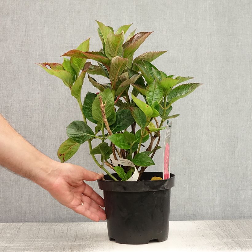 Hydrangea macrophylla Merveille Sanguine 2L/3L pot sample as delivered in summer