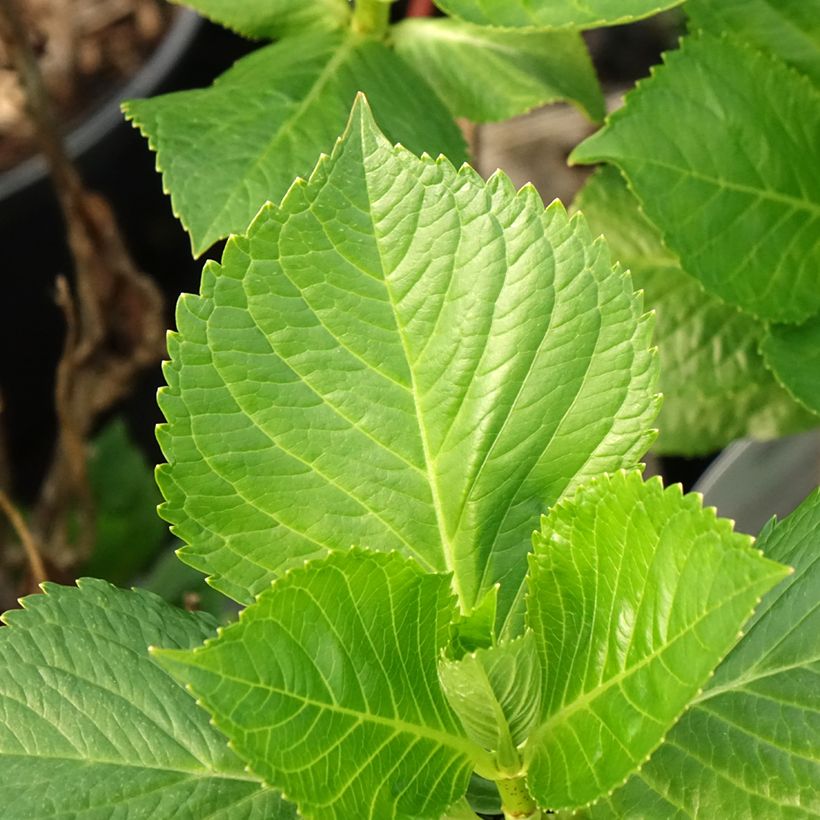 Hydrangea macrophylla Teller Messalina (Foliage)