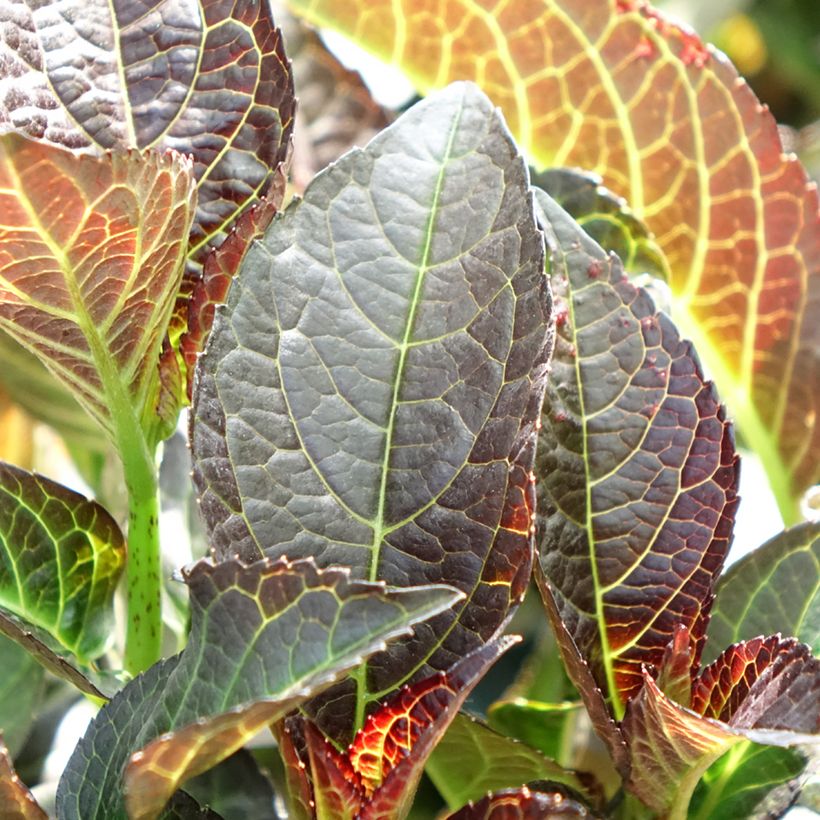 Hydrangea macrophylla Midnight Pearl - Mophead Hydrangea (Foliage)