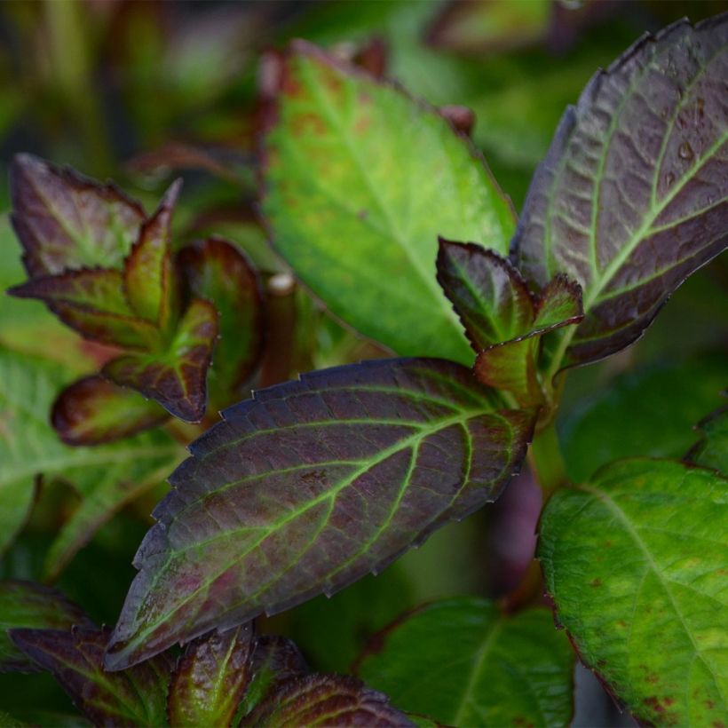 Hydrangea macrophylla Miraï (Foliage)