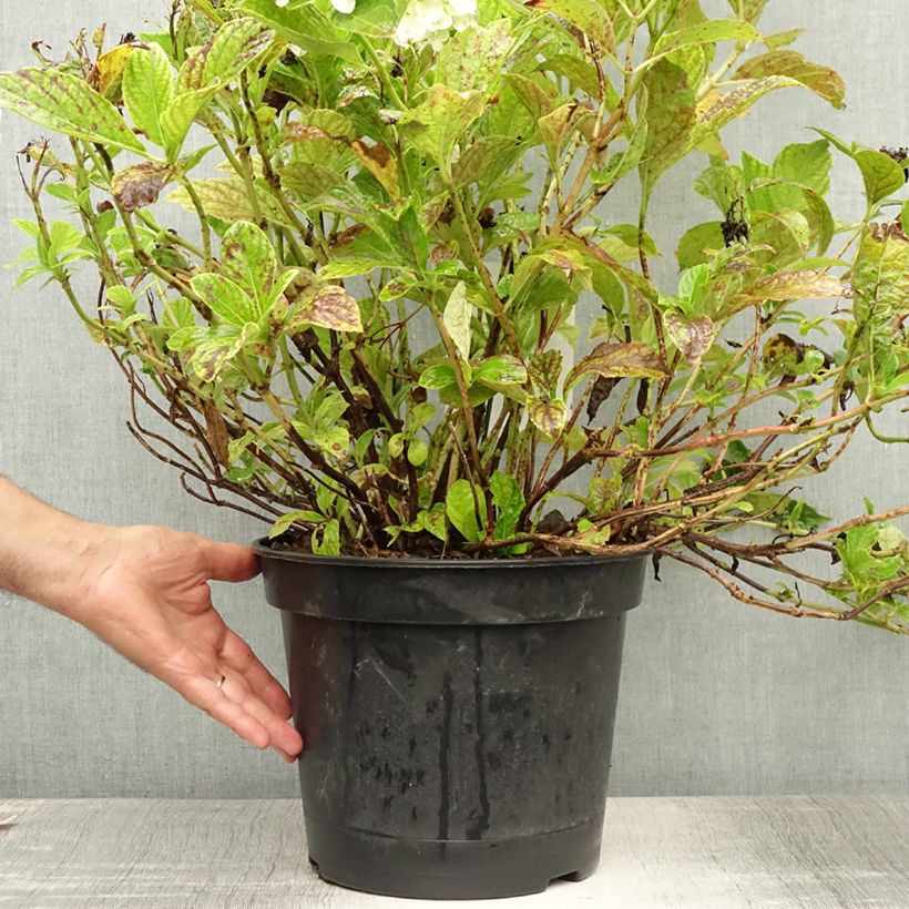 Hydrangea macrophylla Mme Emile Mouillière 7.5L/10L pot sample as delivered in summer