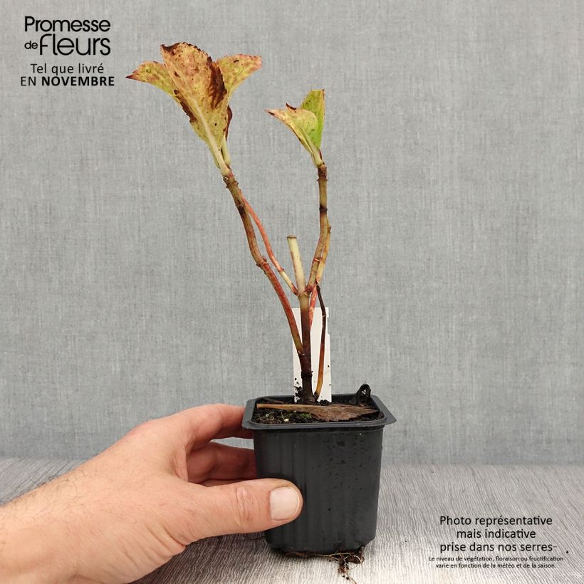 Hydrangea macrophylla Nikko Blue 8/9 cm pot sample as delivered in autumn