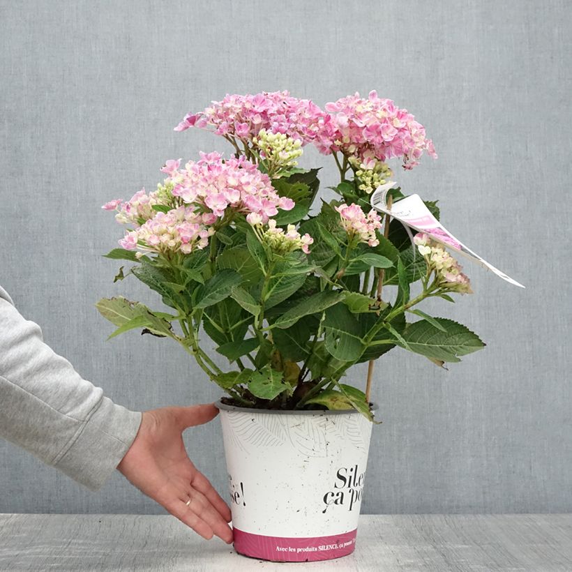 Hydrangea macrophylla Pinky Binder- Mophead Hydrangea 4L/5L pot sample as delivered in summer