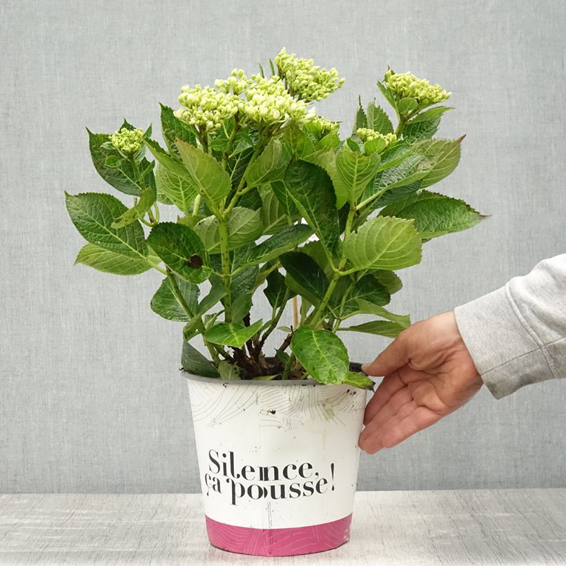 Hydrangea macrophylla Pinky Binder- Mophead Hydrangea 4L/5L potShipped height around 30/40cm sample as delivered in spring