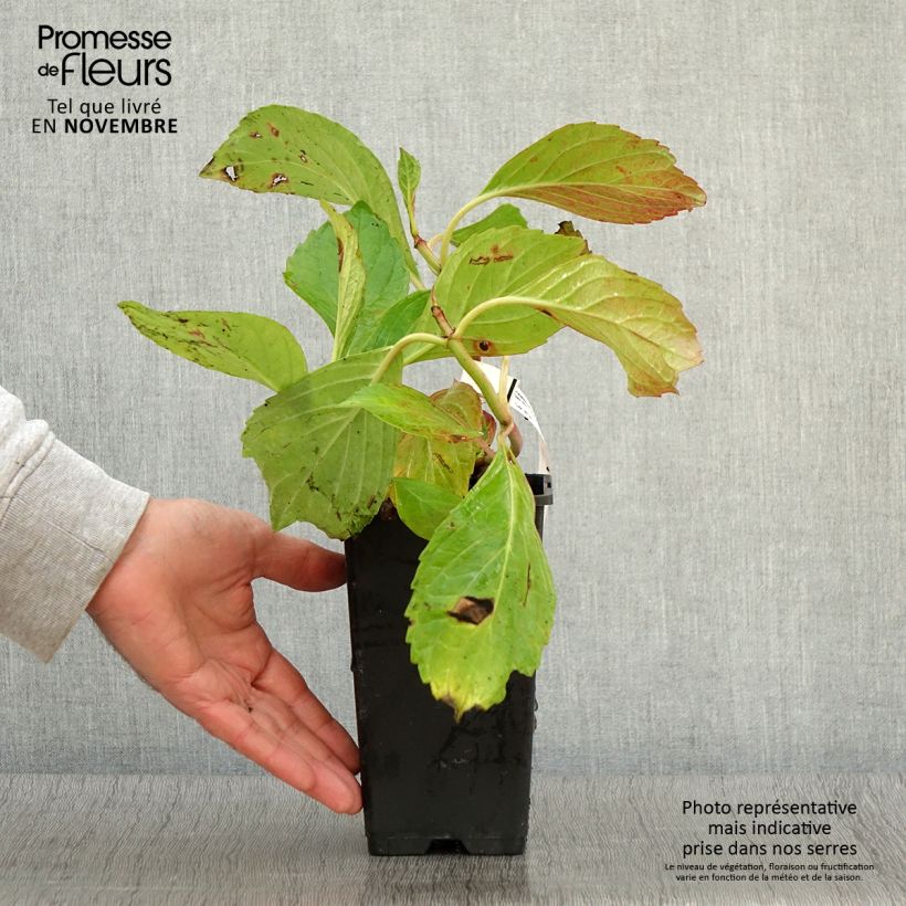 Hydrangea macrophylla Princess Diana 1.5L/2L pot sample as delivered in autumn