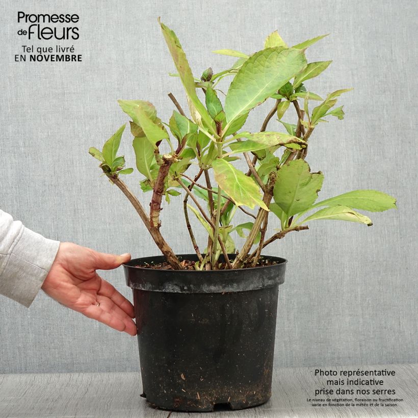 Hydrangea macrophylla Red Ace 4L/5L pot sample as delivered in autumn
