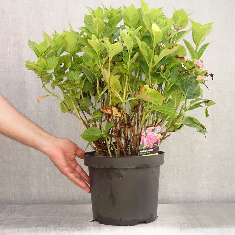 Hydrangea macrophylla Rosita 7.5L/10L pot sample as delivered in summer