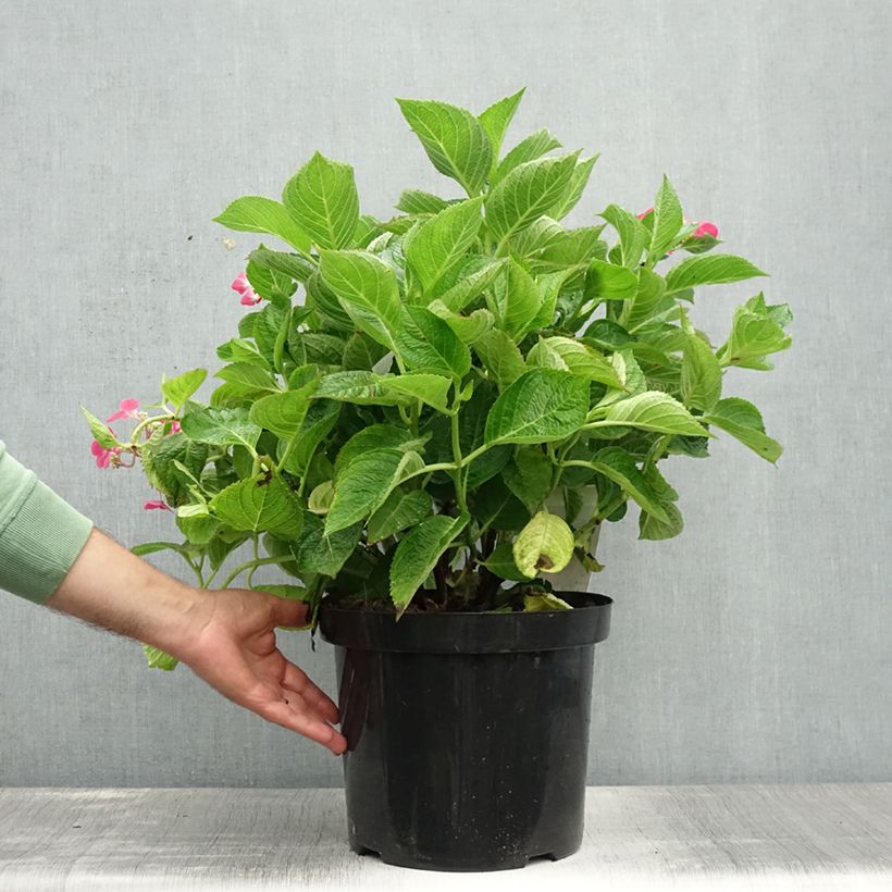 Hydrangea macrophylla Rotschwanz 7.5L/10L pot sample as delivered in summer