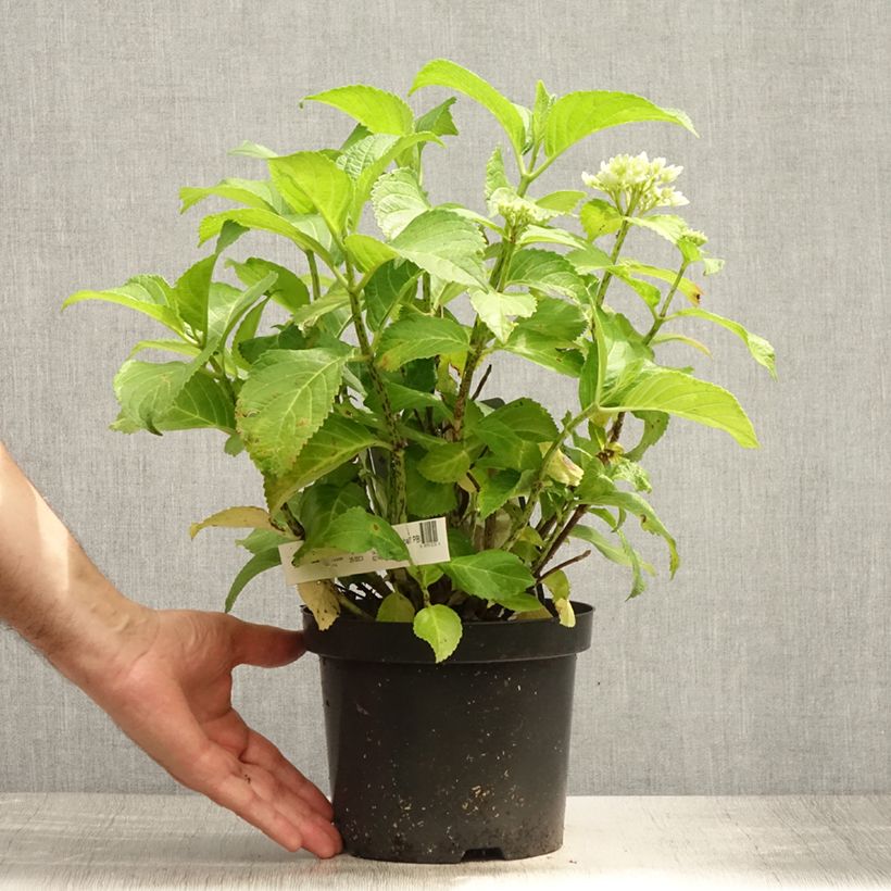Hydrangea macrophylla Schneeball 3L/4L pot sample as delivered in summer