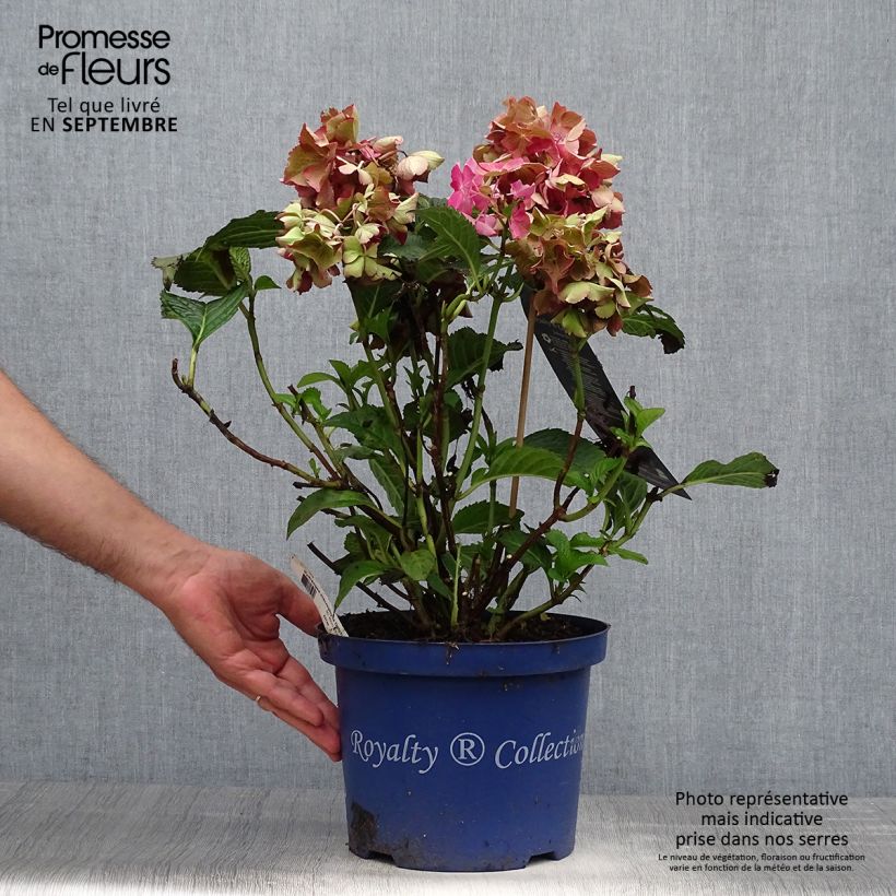 Hydrangea macrophylla Selma 4L/5L pot sample as delivered in autumn