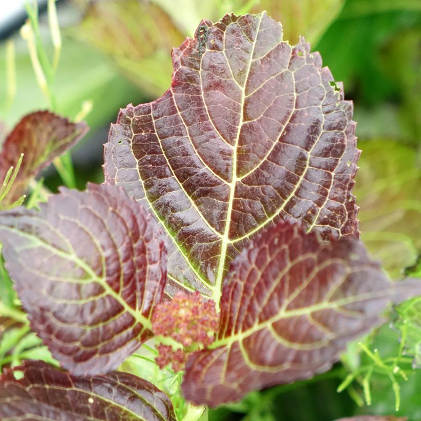 Hydrangea macrophylla Selma (Foliage)