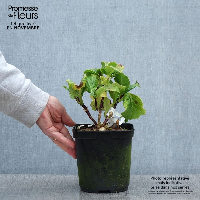 Hydrangea macrophylla So Long Aya 3L/4L pot sample as delivered in autumn