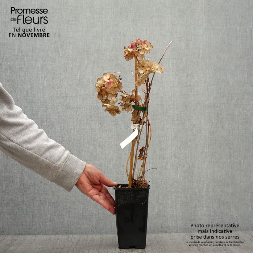Hydrangea macrophylla So Long Rosy 1.5L/2L pot sample as delivered in autumn