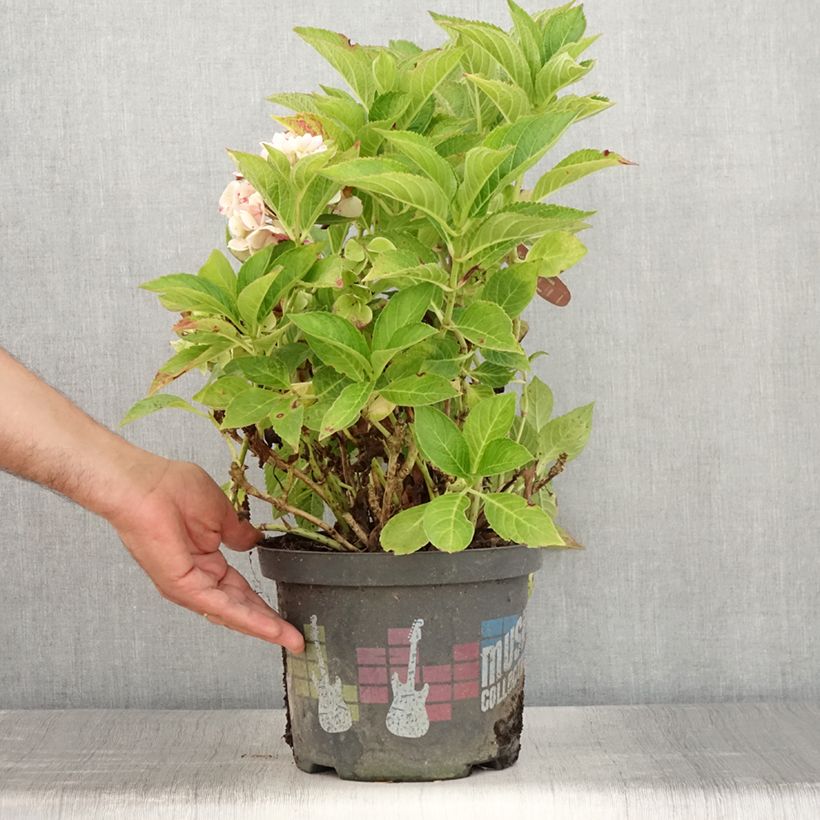 Hydrangea macrophylla Soft Pink Salsa 4L/5L pot sample as delivered in summer