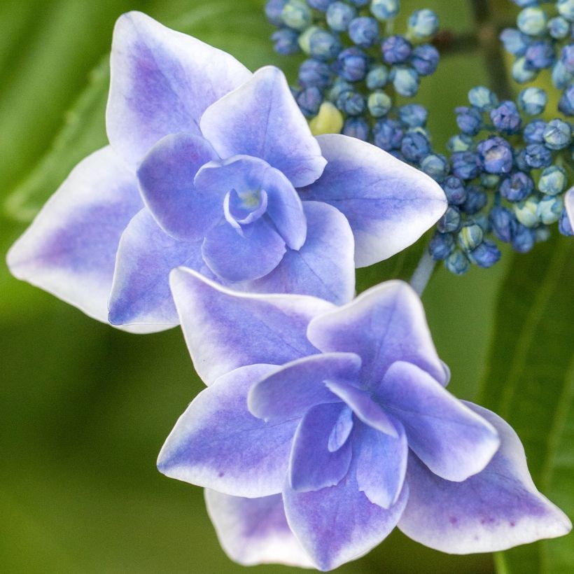 Hydrangea macrophylla Star Gazer Blue (Flowering)