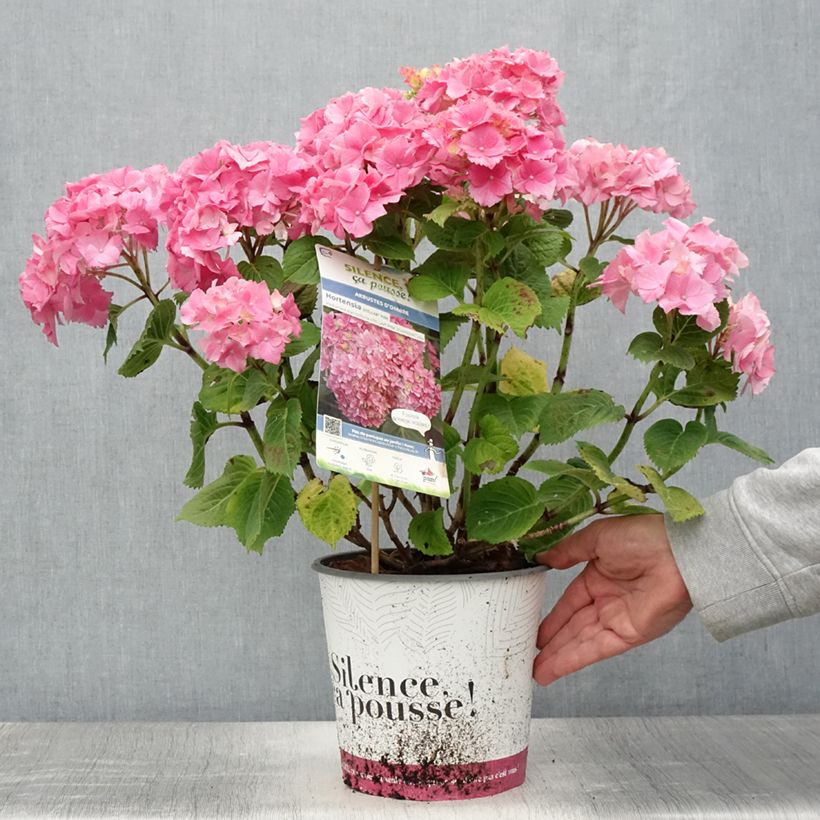 Hydrangea macrophylla Stellar Pink - Mophead Hydrangea 4L/5L potShipped height around 25/30cm sample as delivered in summer