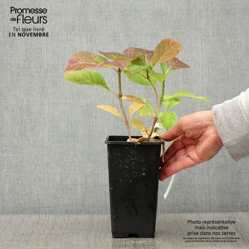 Hydrangea macrophylla Tinkerbell 1.5L/2L pot sample as delivered in autumn