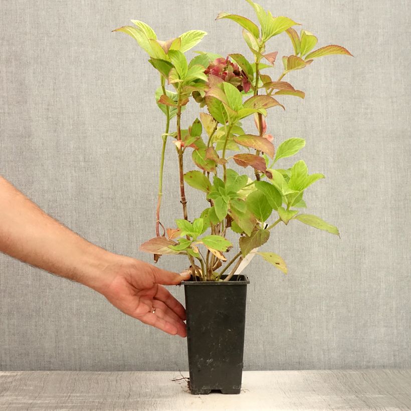 Hydrangea macrophylla Valvert 1.5L/2L pot sample as delivered in summer