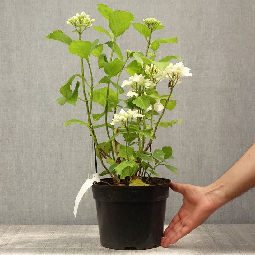 Hydrangea macrophylla Verdi 4L/5L pot sample as delivered in summer