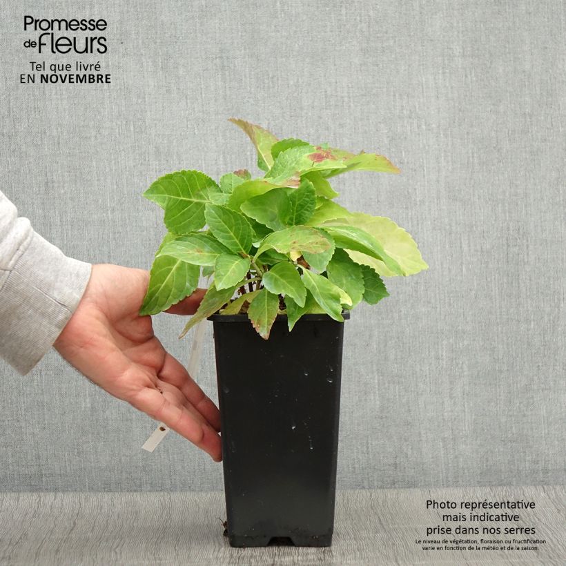 Hydrangea macrophylla Wedding Gown 1.5L/2L pot sample as delivered in autumn