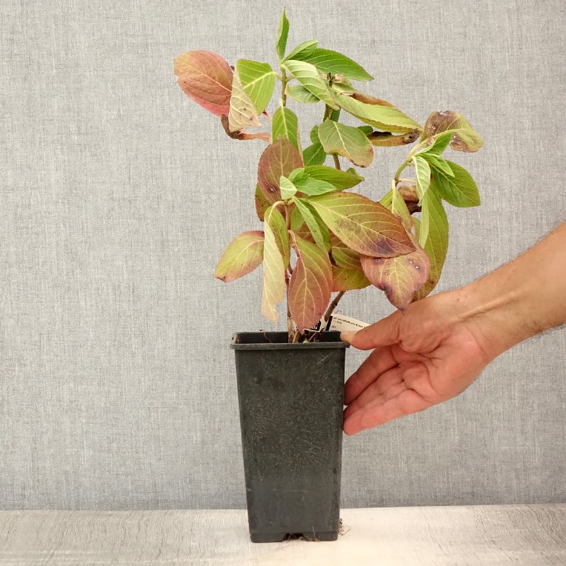 Hydrangea macrophylla You and Me Romance 1.5L/2L pot sample as delivered in summer