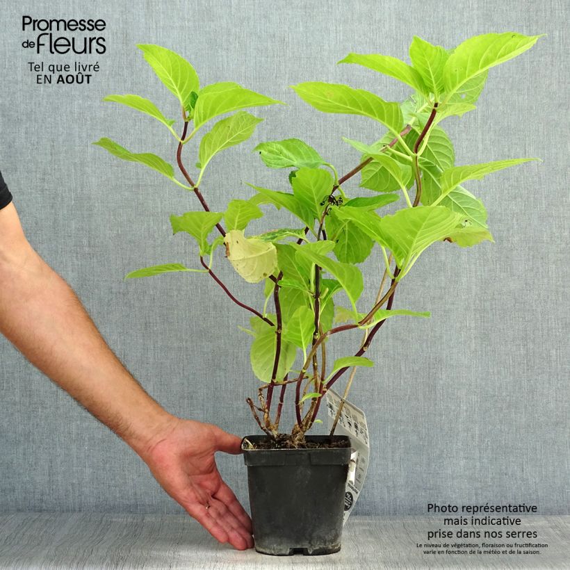 Hydrangea macrophylla Zorro 2L/3L pot sample as delivered in summer
