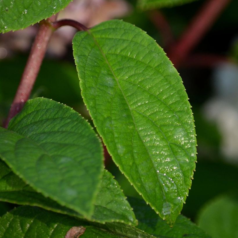 Hydrangea paniculata Bobo (Foliage)
