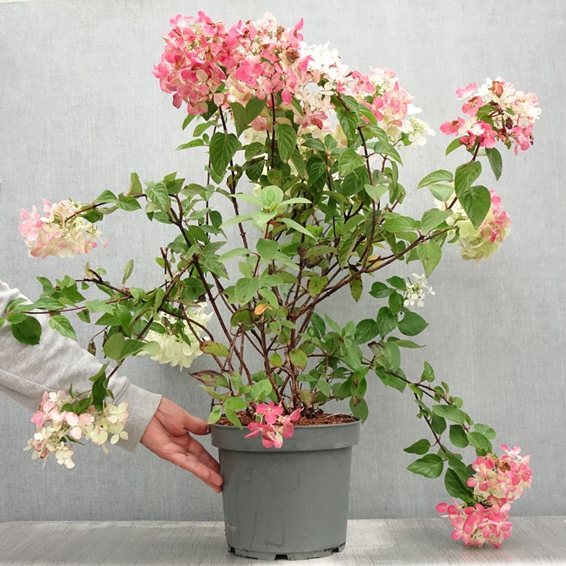 Hydrangea paniculata Diamant Rouge 7.5L/10L pot sample as delivered in summer