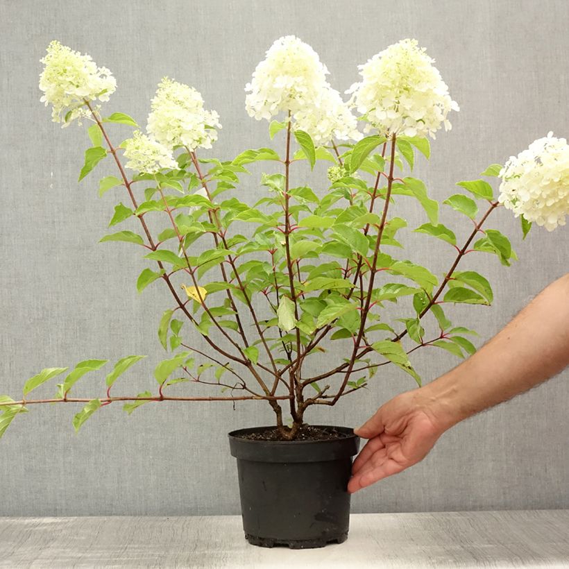 Hydrangea paniculata Diamant Rouge 2L/3L pot sample as delivered in summer