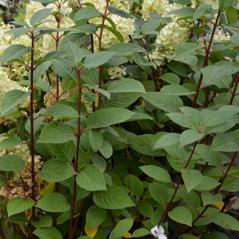 Hydrangea paniculata Early Sensation (Foliage)