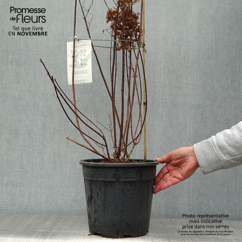 Hydrangea paniculata Fraise Melba 7.5L/10L pot sample as delivered in autumn