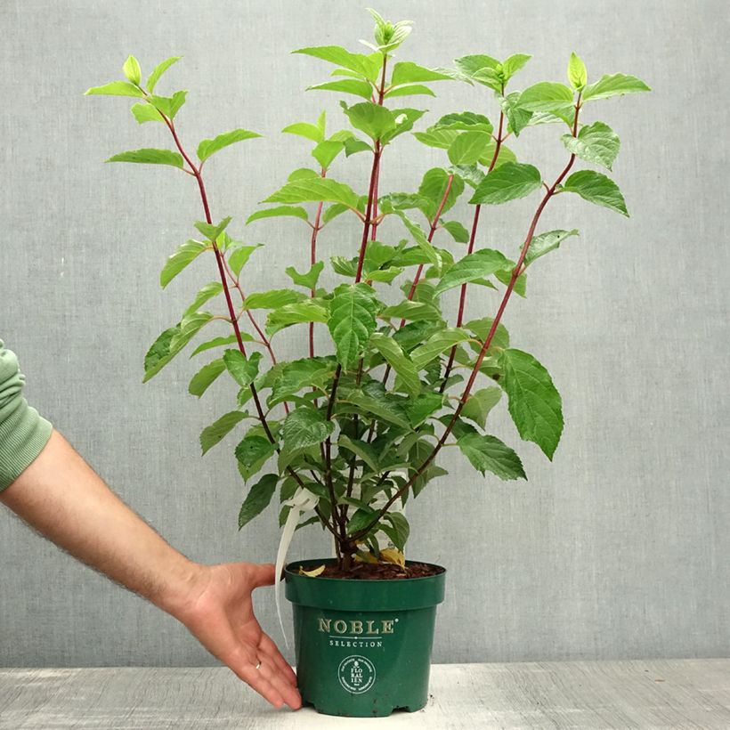 Hydrangea paniculata Fraise Melba 3L/4L pot sample as delivered in summer