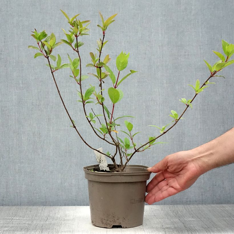 Hydrangea paniculata Grandiflora 3L/4L pot sample as delivered in summer