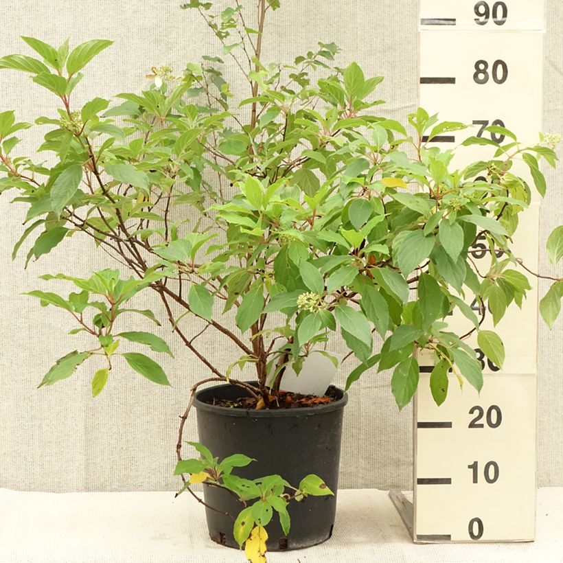 Hydrangea paniculata Great Star Le Vasterival 7.5L/10L pot sample as delivered in summer