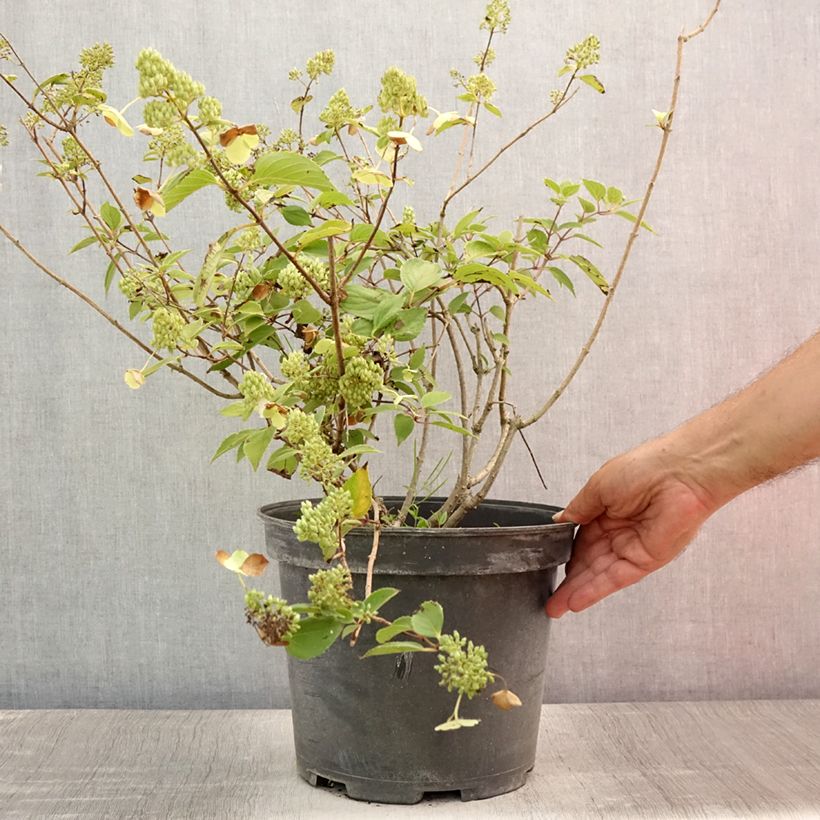 Hydrangea paniculata Kyushu 7.5L/10L pot sample as delivered in summer