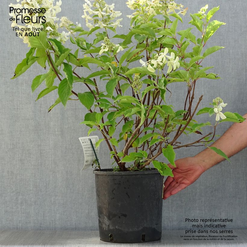 Hydrangea paniculata Levana 7.5L/10L pot sample as delivered in summer