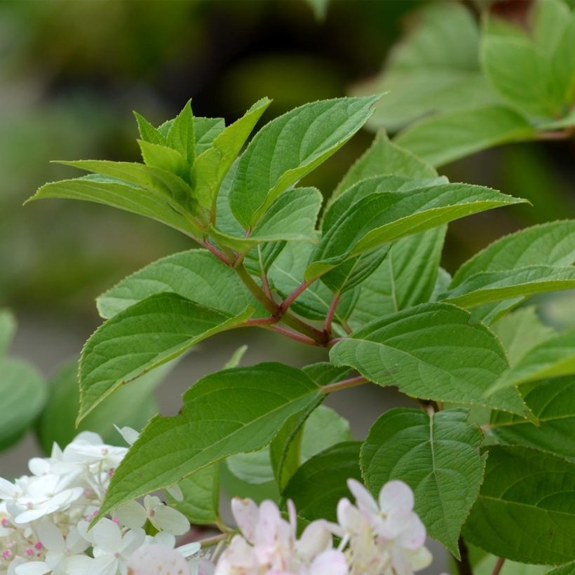 Hydrangea paniculata Limelight (Foliage)