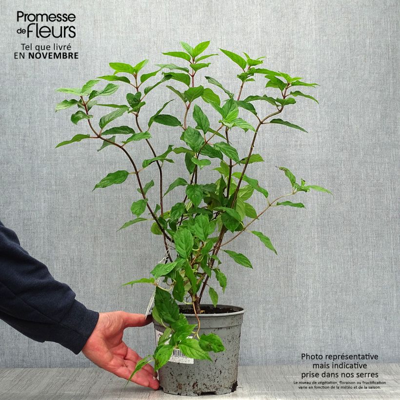 Hydrangea paniculata Limelight 3L/4L pot sample as delivered in autumn