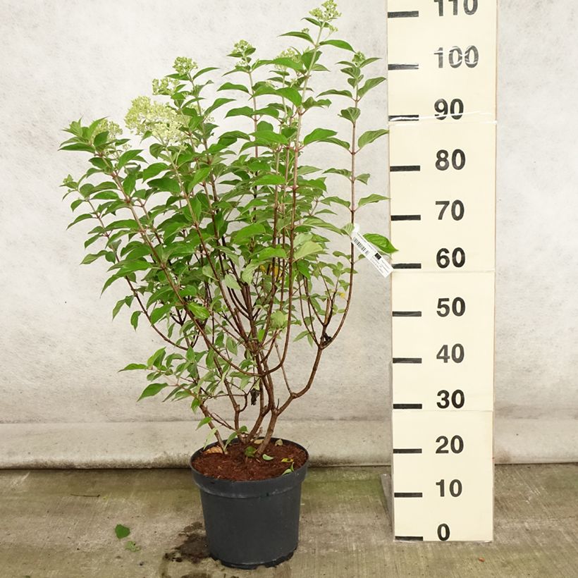 Hydrangea paniculata Limelight 6L/7L pot sample as delivered in summer