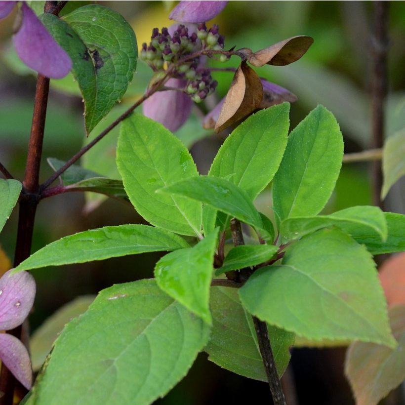 Hydrangea paniculata Little Lime (Foliage)