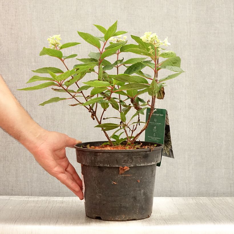 Hydrangea paniculata Magical Vesuvio 4L/5L pot sample as delivered in summer