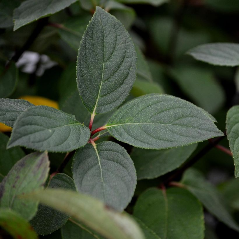 Hydrangea paniculata Mega Mindy (Foliage)