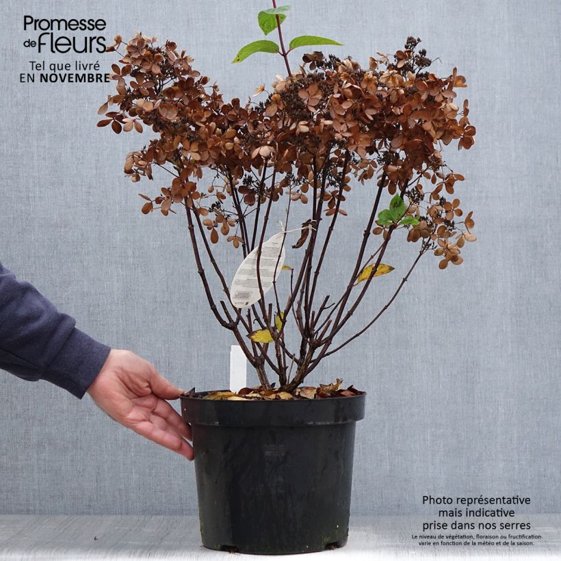 Hydrangea paniculata Pastelgreen 7.5L/10L pot sample as delivered in autumn