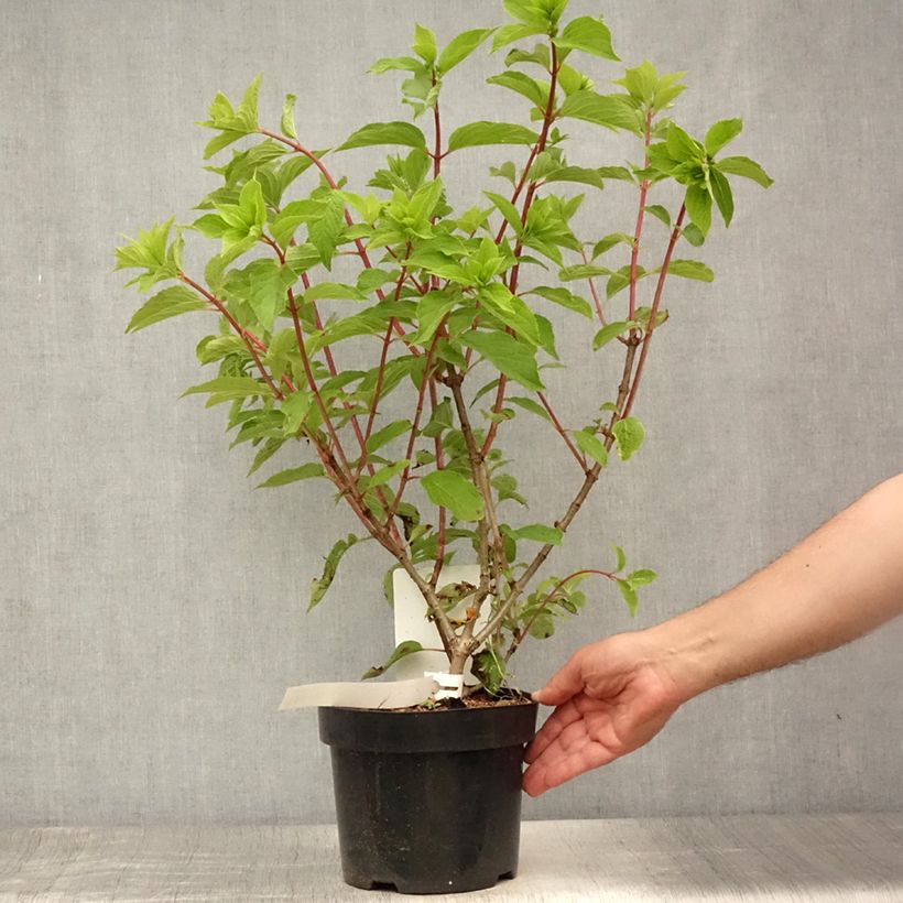Hydrangea paniculata Phantom - Panicle Hydrangea 2L/3L pot sample as delivered in summer